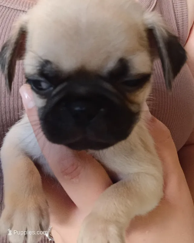 Razzy – Pug puppy for sale in Wapakoneta, OH