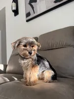 Chanel , a female Yorkshire Terrier for sale in Palmdale, CA – 2 of 3
