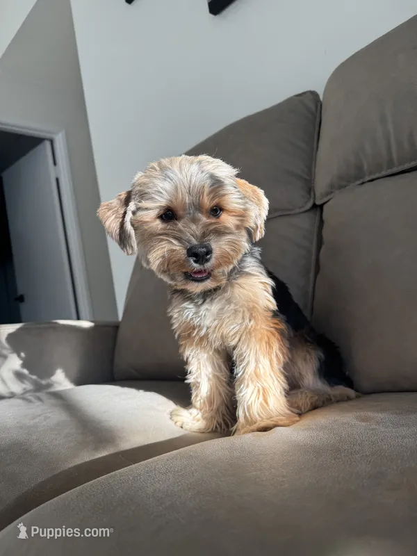 Chanel  – Yorkshire Terrier puppy for sale in Palmdale, CA