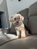 Chanel , a female Yorkshire Terrier for sale in Palmdale, CA – 1 of 3