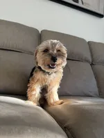 Chanel , a female Yorkshire Terrier for sale in Palmdale, CA – 3 of 3
