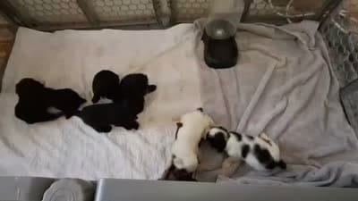 Facility video