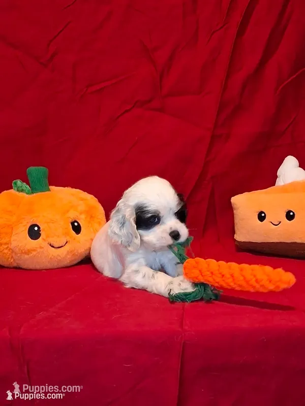 Eleanor – Cocker Spaniel puppy for sale in Crossville, TN