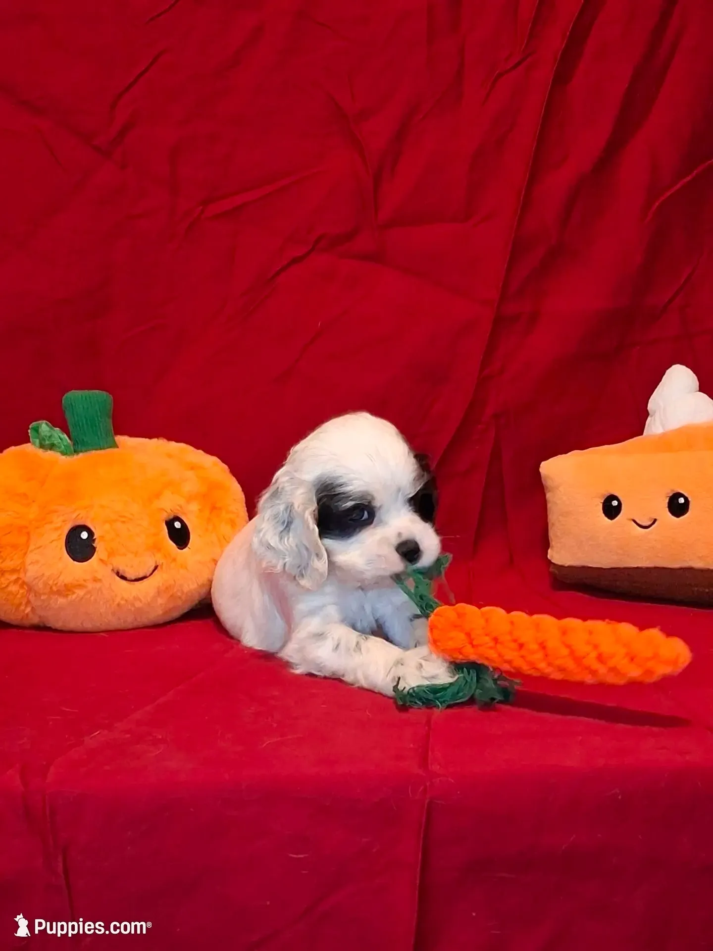 Eleanor, a female Cocker Spaniel for sale in Crossville, TN – 1 of 10