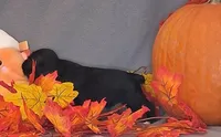 Julia, a female Cocker Spaniel for sale in Crossville, TN – 7 of 10