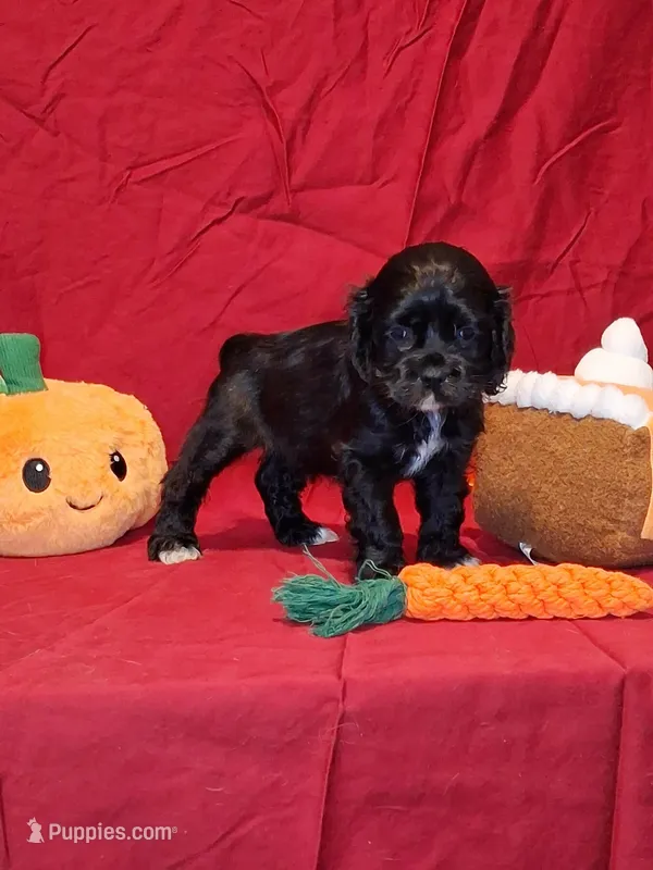 Julia – Cocker Spaniel puppy for sale in Crossville, TN