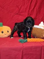 Julia, a female Cocker Spaniel for sale in Crossville, TN – 1 of 10