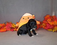 Julia, a female Cocker Spaniel for sale in Crossville, TN – 8 of 10