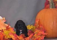 Julia, a female Cocker Spaniel for sale in Crossville, TN – 6 of 10