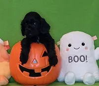 Theodore, a male Cocker Spaniel for sale in Crossville, TN – 6 of 10