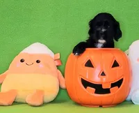Jacqueline, a female Cocker Spaniel for sale in Crossville, TN – 5 of 10