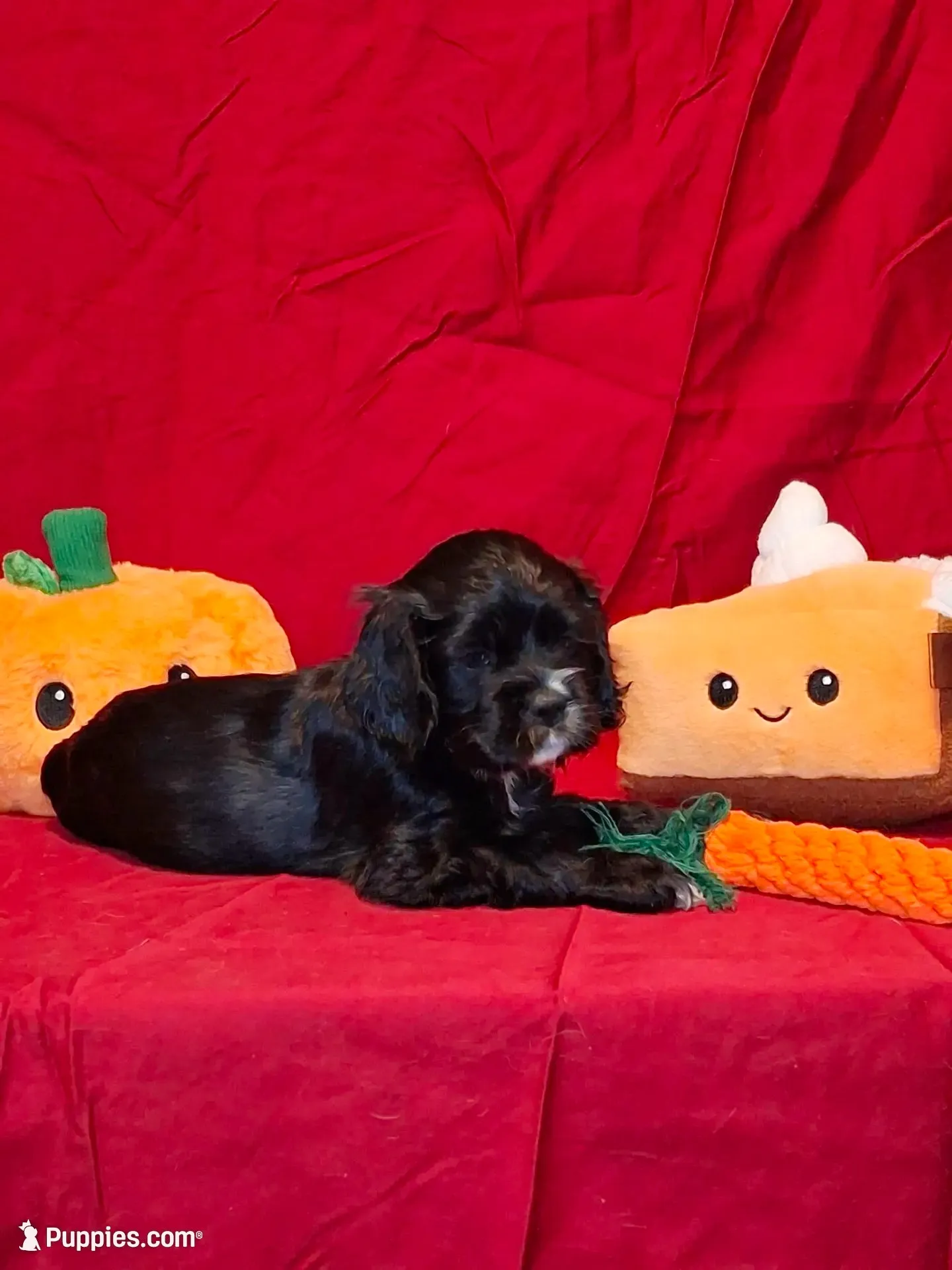 Jacqueline, a female Cocker Spaniel for sale in Crossville, TN – 1 of 10