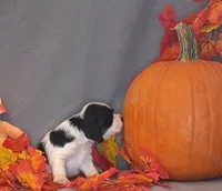 Martha, a female Cocker Spaniel for sale in Crossville, TN – 8 of 10