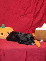Jacqueline, a female Cocker Spaniel for sale in Crossville, TN – 3 of 10
