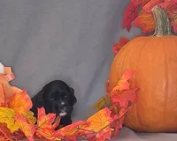 Jacqueline, a female Cocker Spaniel for sale in Crossville, TN – 9 of 10