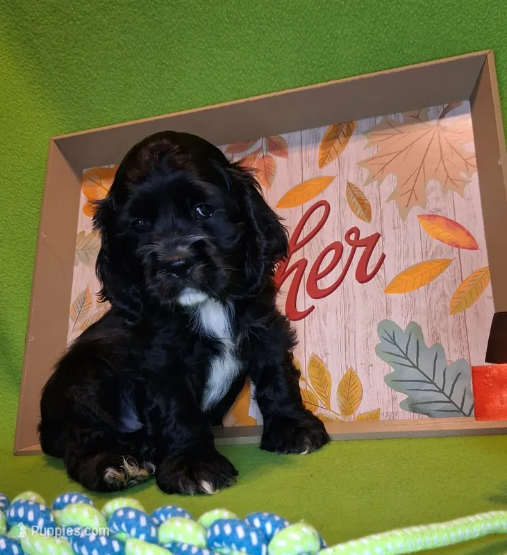 Jacqueline – Cocker Spaniel puppy for sale in Crossville, TN