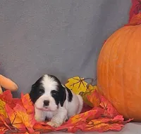 Martha, a female Cocker Spaniel for sale in Crossville, TN – 7 of 10