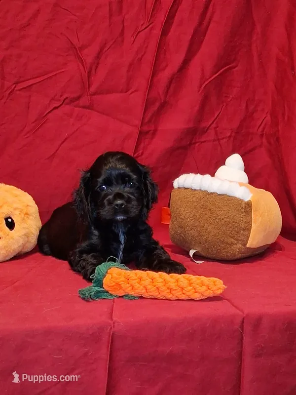 Theodore – Cocker Spaniel puppy for sale in Crossville, TN