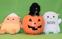 Jacqueline, a female Cocker Spaniel for sale in Crossville, TN – 4 of 10
