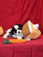 Martha, a female Cocker Spaniel for sale in Crossville, TN – 3 of 10