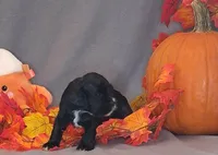 Jacqueline, a female Cocker Spaniel for sale in Crossville, TN – 7 of 10