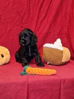 Theodore, a male Cocker Spaniel for sale in Crossville, TN – 2 of 10