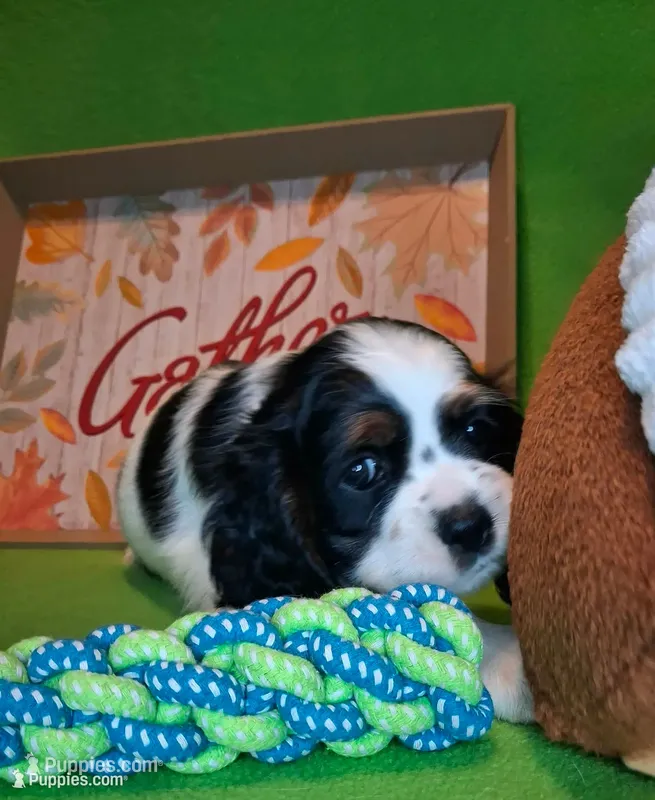 Martha – Cocker Spaniel puppy for sale in Crossville, TN