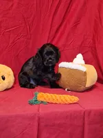 Theodore, a male Cocker Spaniel for sale in Crossville, TN – 3 of 10