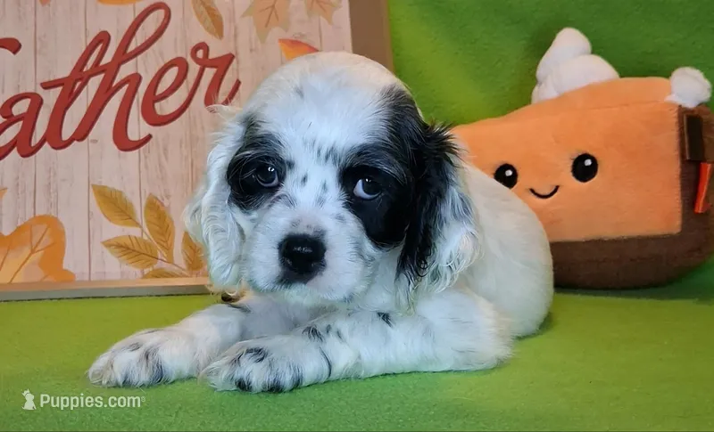 Eleanor – Cocker Spaniel puppy for sale in Crossville, TN