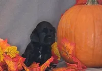 Theodore, a male Cocker Spaniel for sale in Crossville, TN – 7 of 10