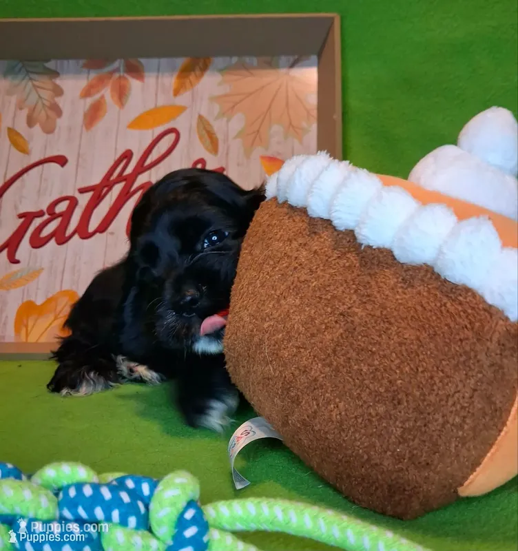 Julia – Cocker Spaniel puppy for sale in Crossville, TN