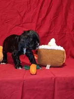 Jacqueline, a female Cocker Spaniel for sale in Crossville, TN – 2 of 10
