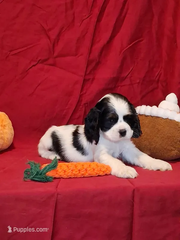 Martha – Cocker Spaniel puppy for sale in Crossville, TN