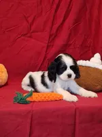 Martha, a female Cocker Spaniel for sale in Crossville, TN – 1 of 10