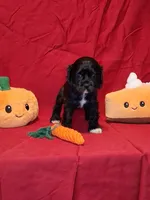 Julia, a female Cocker Spaniel for sale in Crossville, TN – 3 of 10