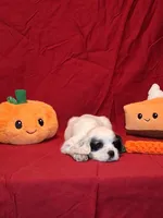 Eleanor, a female Cocker Spaniel for sale in Crossville, TN – 3 of 10