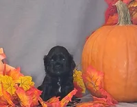 Theodore, a male Cocker Spaniel for sale in Crossville, TN – 8 of 10