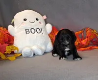Jacqueline, a female Cocker Spaniel for sale in Crossville, TN – 10 of 10