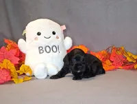 Theodore, a male Cocker Spaniel for sale in Crossville, TN – 9 of 10