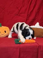 Martha, a female Cocker Spaniel for sale in Crossville, TN – 2 of 10