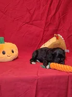 Julia, a female Cocker Spaniel for sale in Crossville, TN – 2 of 10