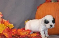 Eleanor, a female Cocker Spaniel for sale in Crossville, TN – 8 of 10