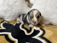 BMF1, a female Australian Shepherd for sale in Kenner, LA – Photo 4 of 4