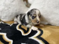 BMF1, a female Australian Shepherd for sale in Kenner, LA – Photo 1 of 4