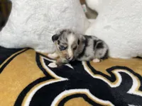 BMF1, a female Australian Shepherd for sale in Kenner, LA – Photo 3 of 4