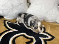 BMF1, a female Australian Shepherd for sale in Kenner, LA – Photo 2 of 4