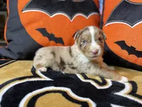 Whiskey, a male Australian Shepherd for sale in Kenner, LA – Photo 4 of 4