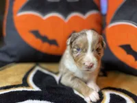 Whiskey, a male Australian Shepherd for sale in Kenner, LA – Photo 1 of 4