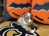 Whiskey, a male Australian Shepherd for sale in Kenner, LA – Photo 2 of 4