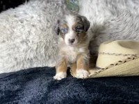 AKC. Blue Merle Male 1.  L/S, a female Australian Shepherd for sale in Kenner, LA – 1 of 3